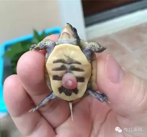 如何养殖水龟,如何合法饲养半水龟