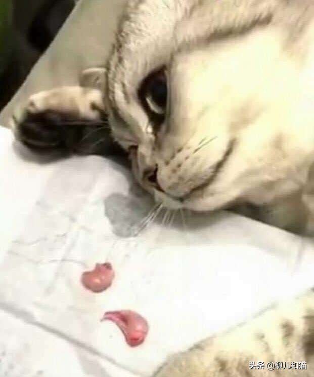 你家公猫绝育后还会出现发情迹象？了解这些原因，就不觉得奇怪了