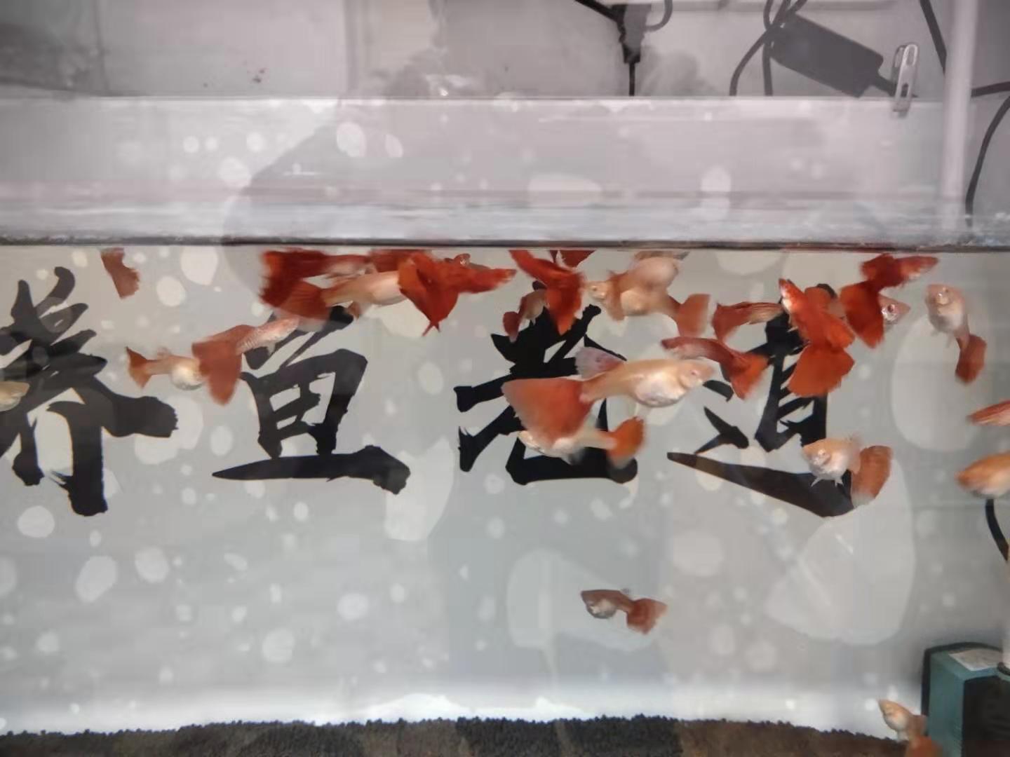 孔雀鱼突然没动静了什么原因,孔雀鱼怎么判断病好了没