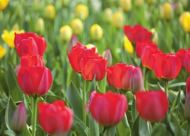 摄影基础中对景深的理解,摄影景深详解教程