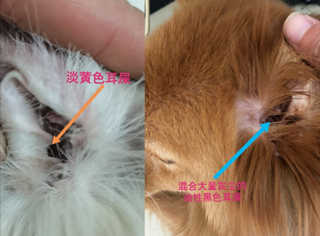 狗狗也会有耳屎吗？详解耵聍腺形成耳屎的过程和它的相关疾病治疗