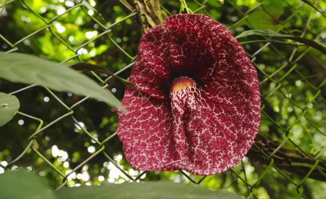 他的工作是厨师的英文,他的工作是什么英文句子