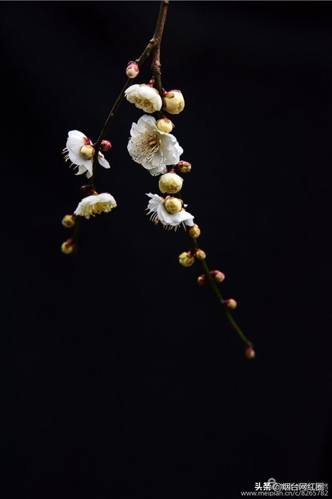 南京梅花山梅花开了吗,来南京梅花山赏梅花