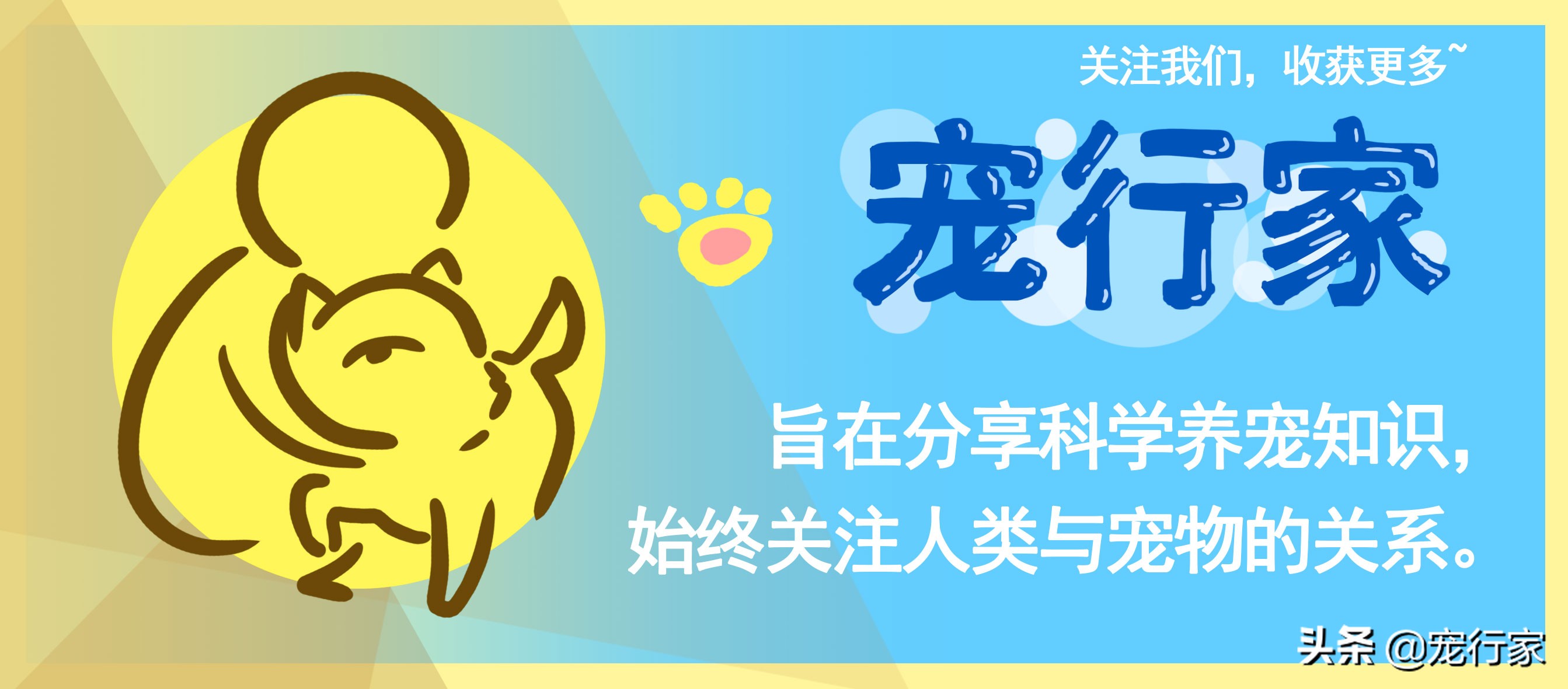 猫咪爱偷吃家里食物,猫咪爱抓鸟吃