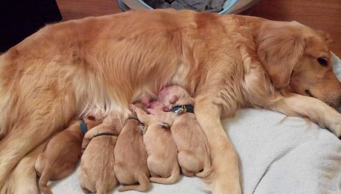 母狗养宝宝后注意事项,母狗怀孕前期的注意事项