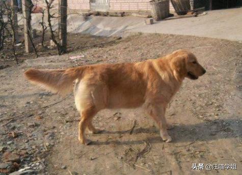 藏獒和金毛能生出来狗狗吗,金毛和藏獒生的崽叫啥