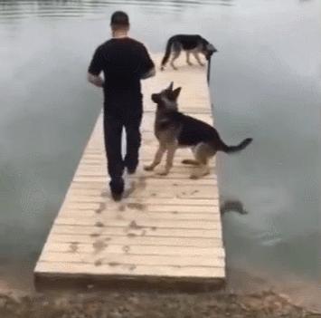 什么样才算纯种狗？纯种狗是怎么培育出来的？