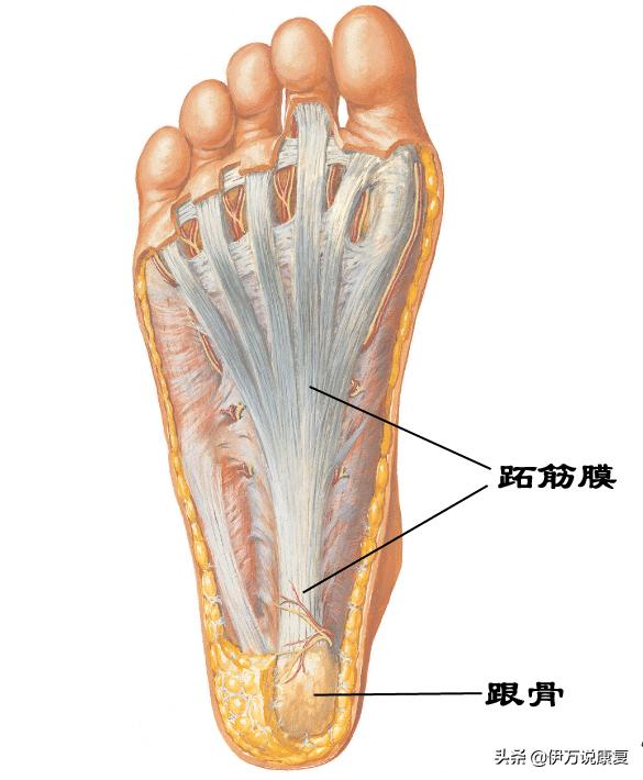 足底筋膜炎足跟痛四个动作,足跟痛足底筋膜炎如何治疗