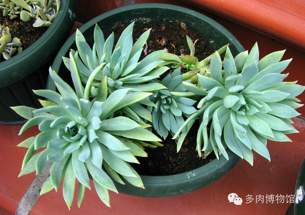 天使之泪多肉老桩,天使之泪多肉状态图