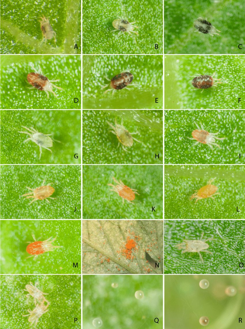 养花过程中如何防止虫害,养花预防虫害最简单的方法