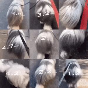 为抢玩具狗子跳起电臀舞！这么搞笑的屁屁可以看一年