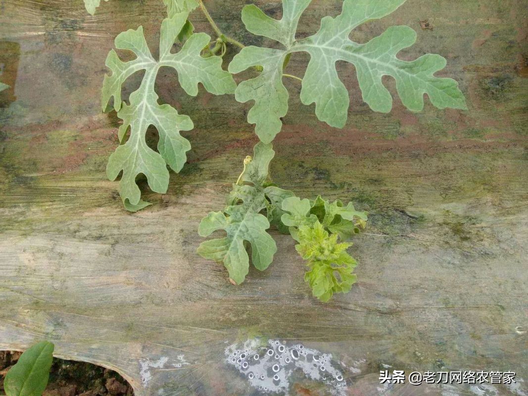 西瓜农药过量发生药害怎样补救,氯氟氰菊酯对西瓜造成药害怎么办