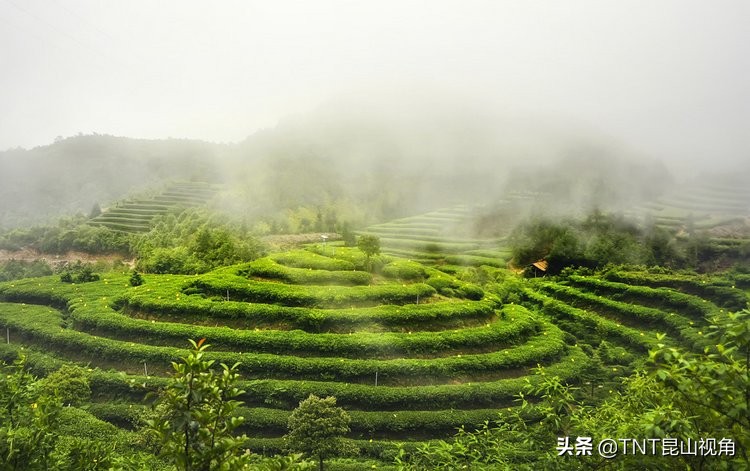 白毫银针茶叶的产地,白毫银针的产地在哪里