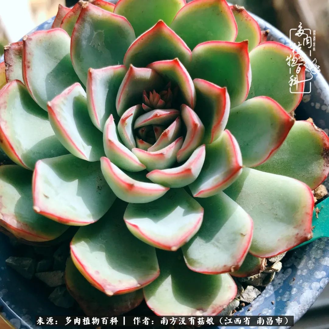 既见云胡不喜,既见君子云胡不喜毛笔楷书