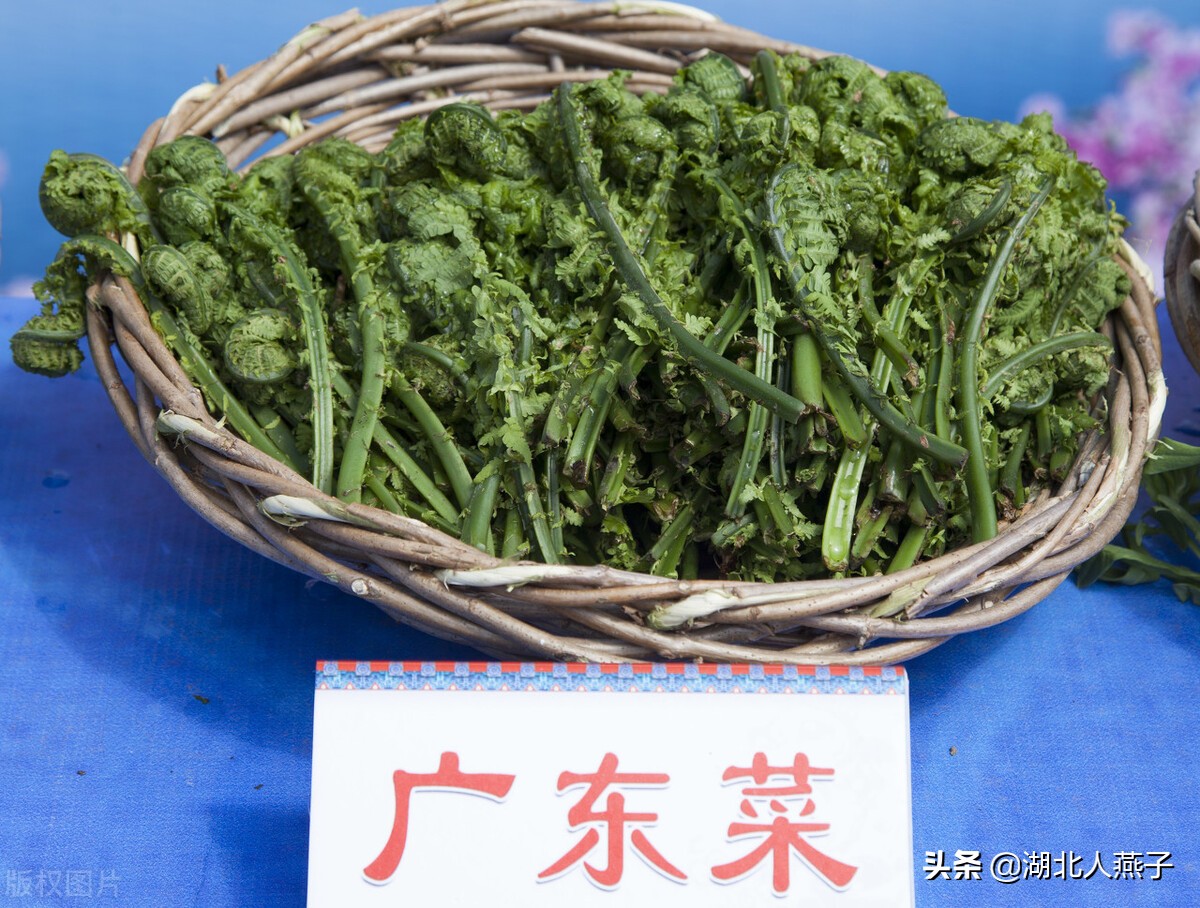 各种可以吃的野菜图片大全及名称 (100种野菜图片大全和名称和吃法)