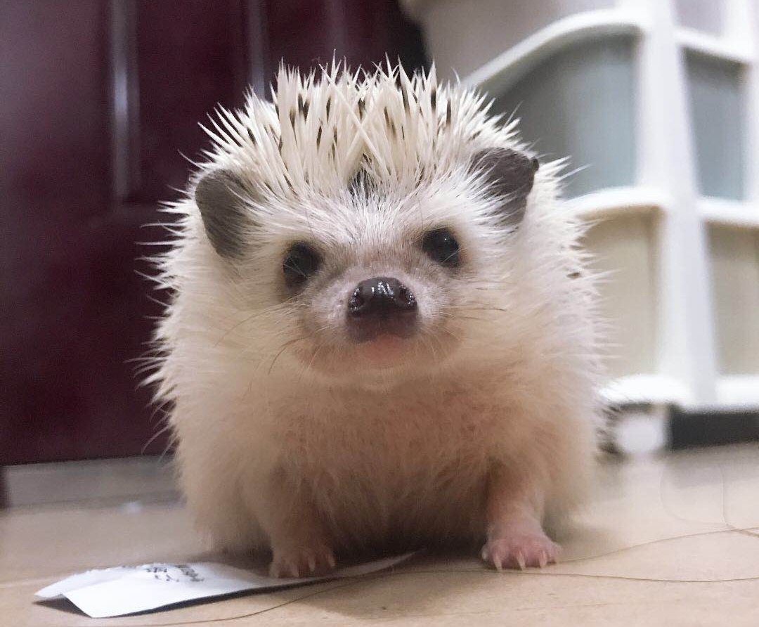 快给非洲迷你刺猬咬吧！咬了涂刺就算征服它了？小心被白咬了