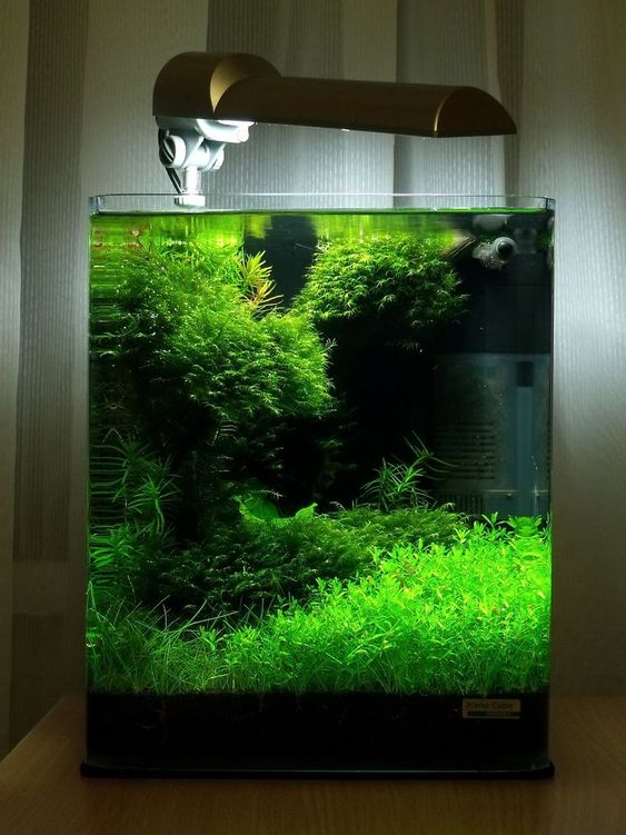 新开草缸早期如何维护,新开草缸怎么样快速培菌