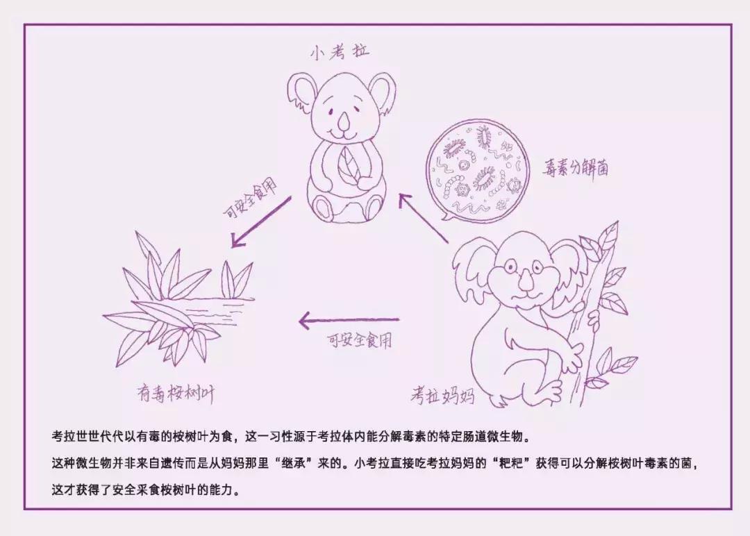 为什么剖腹产宝宝一出生就输在肠道微生物的起跑线上
