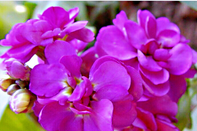 紫罗兰花卉大全,紫罗兰花卉盆栽图片