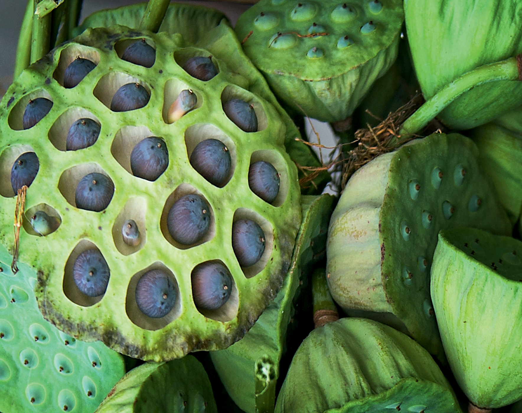 什么蛆可以吃,什么蛆吃腐肉快