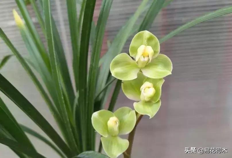 莲瓣兰的花和春剑的花有什么区别,春剑春兰莲瓣兰豆瓣兰怎么区分