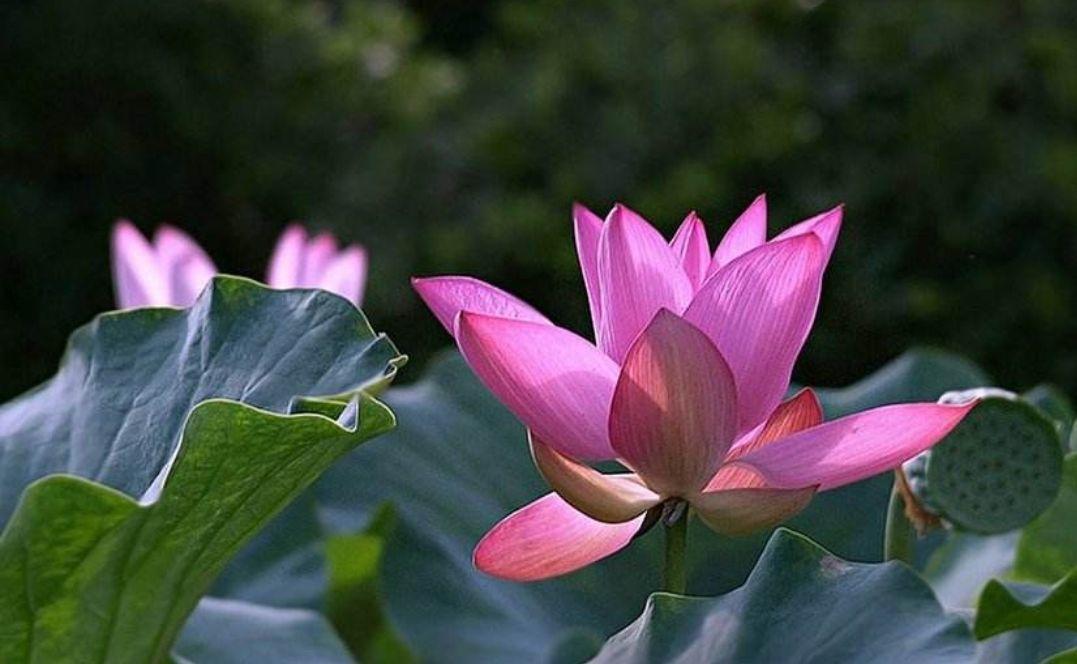 水芙蓉开花图片欣赏,芙蓉花四季开花的样子