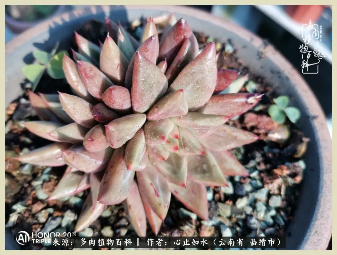 景德镇精品拇指多肉盆,轻奢多肉拇指盆3.5