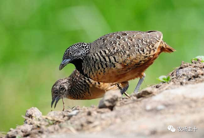 从沿街乞讨到身家亿万，“特养教父”32年的农业路堪称一部传奇史