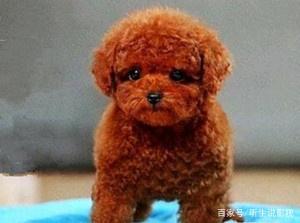 狗狗的种类图片,双鱼座狗狗性格特点