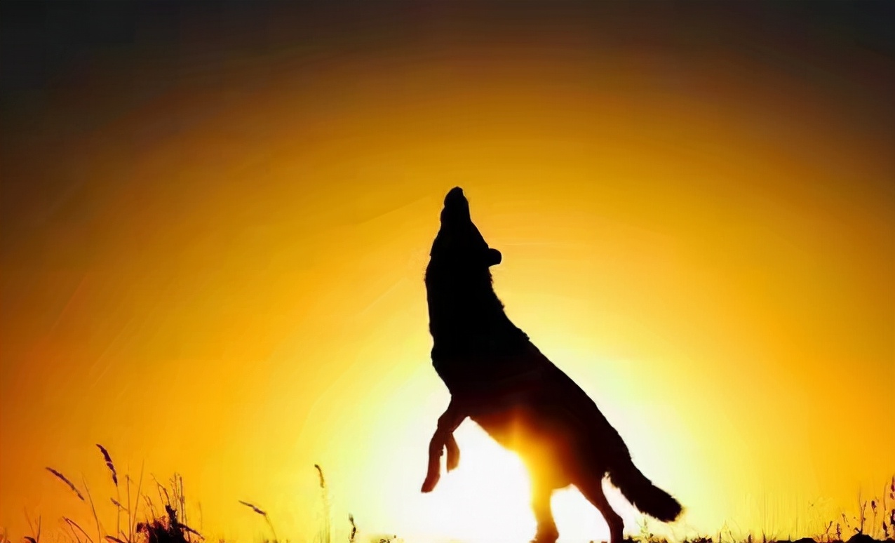 狗比猫通人性,狗性人格是什么