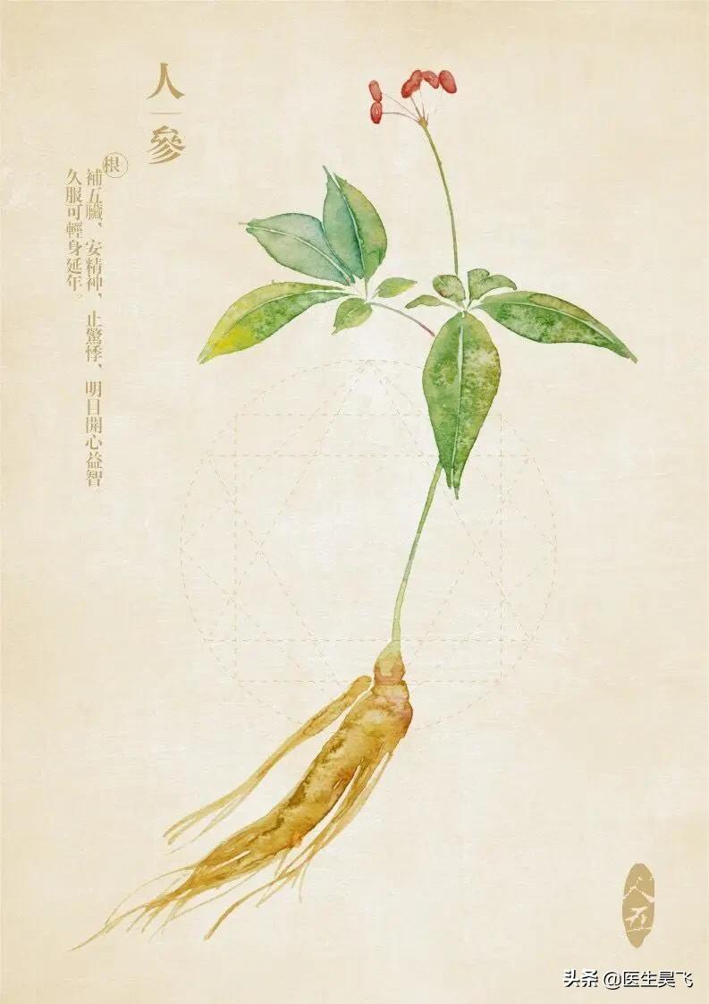 草本植物抗衰老精华,抗衰老的灵丹妙药人参