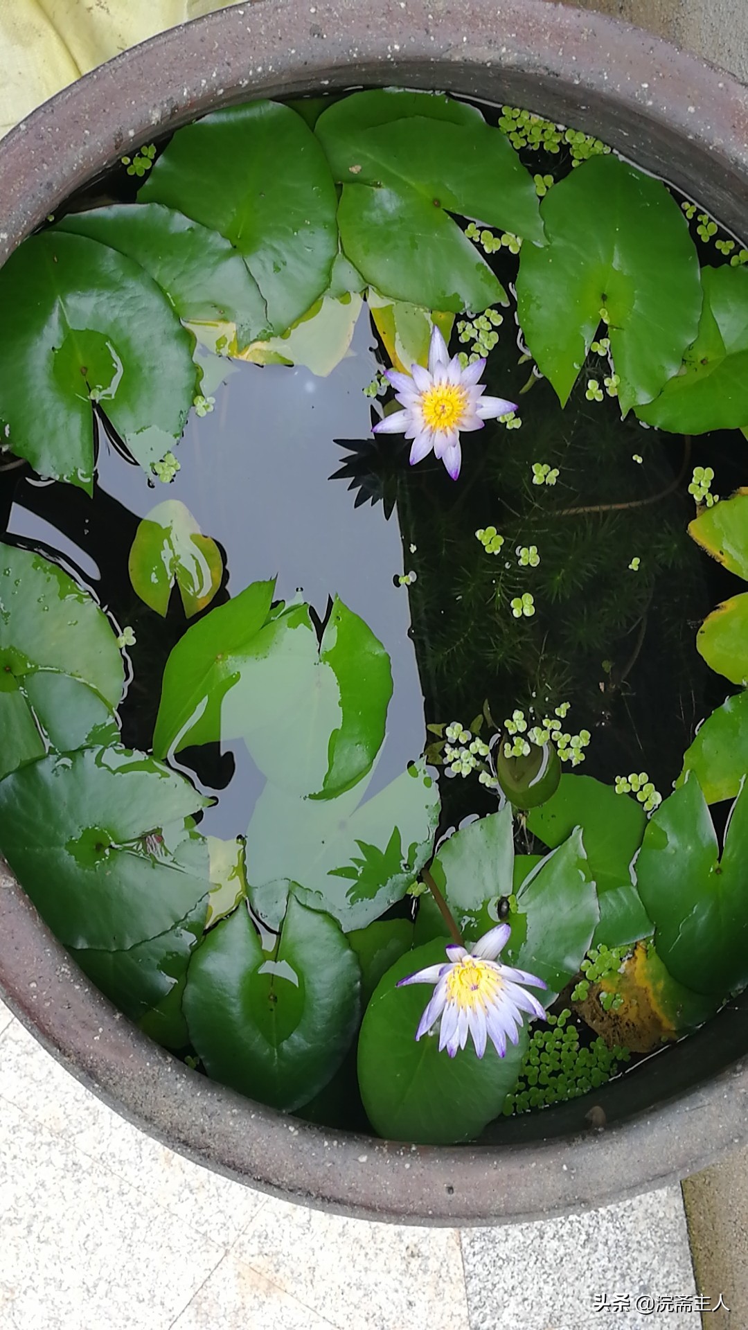 院子里睡莲开了,院中睡莲