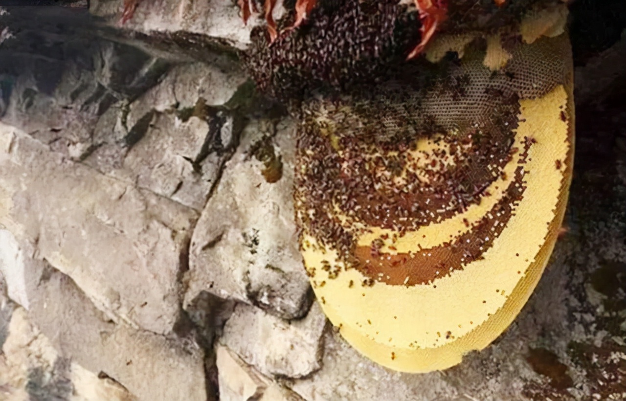 喜马拉雅山采蜜人：专供尼泊尔皇室，每公斤高达3500美元