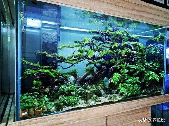 鱼缸放硝化细菌有什么作用,鱼缸如何正确使用硝化细菌