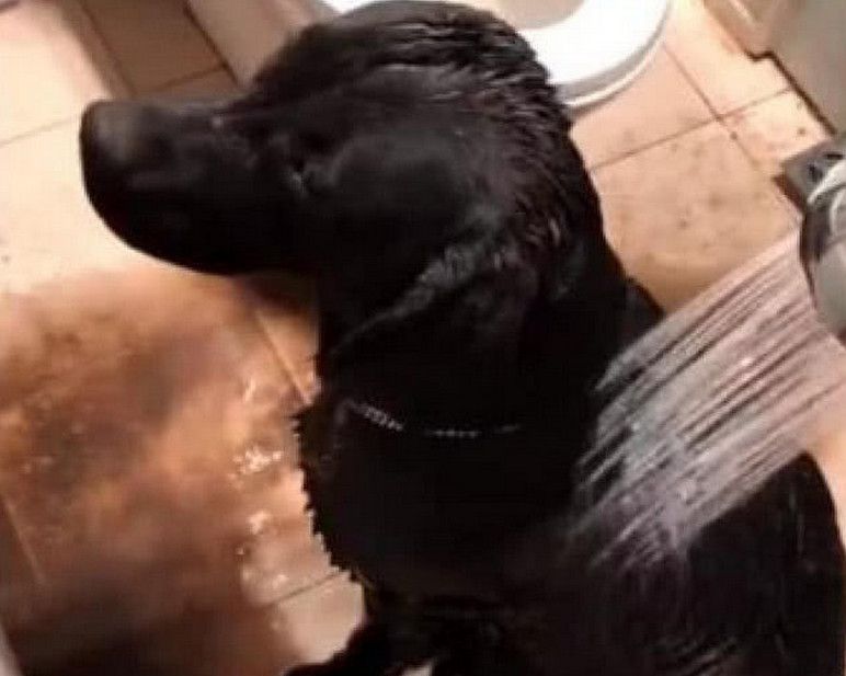 拉布拉多黑色幼犬怎么辨别纯不纯,拉布拉多犬黑色的好还是白色的好