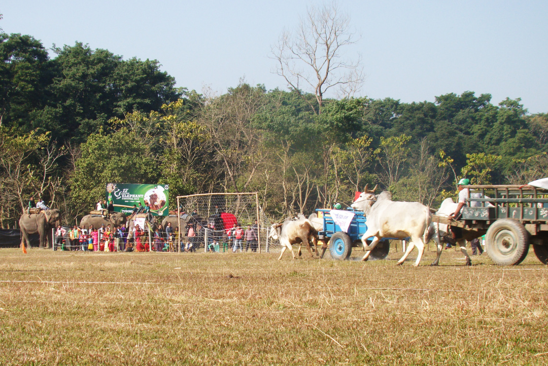 大象足球大赛,大象足球赛