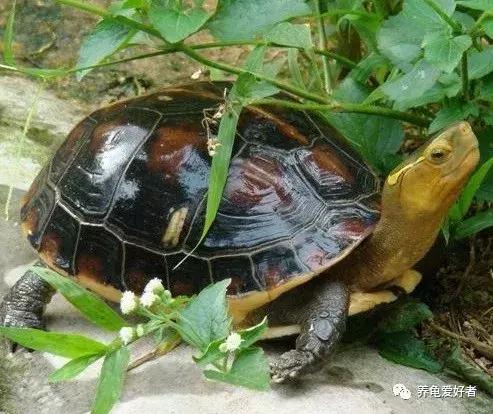 养龟十大禁忌是什么,养龟的七大禁忌有哪些