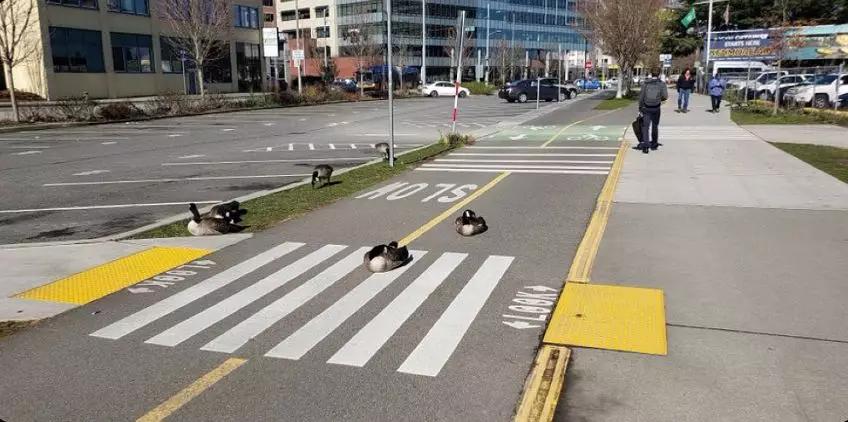 海豚“杰克”在暗礁海域为船只引航41年,爱让我们更懂得善待生命