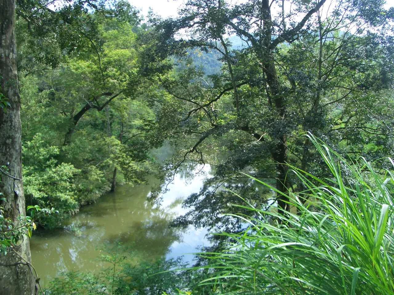 短篇小说丨河树下