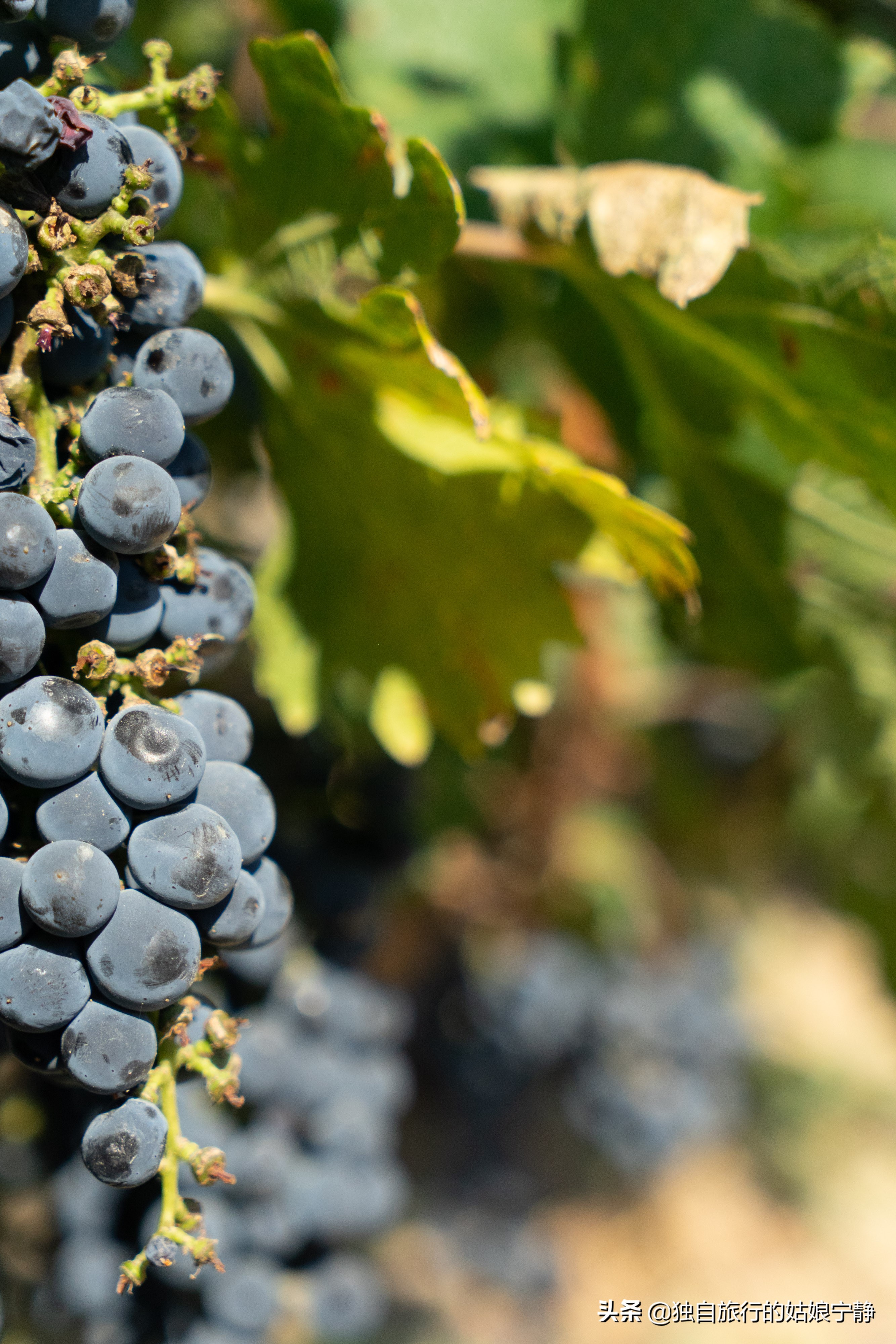 宁夏贺兰山东麓葡萄酒酒庄排名,宁夏十大顶级葡萄酒