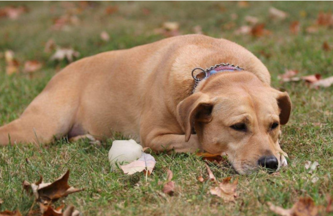 辟谣狗狗,狗狗辟谣