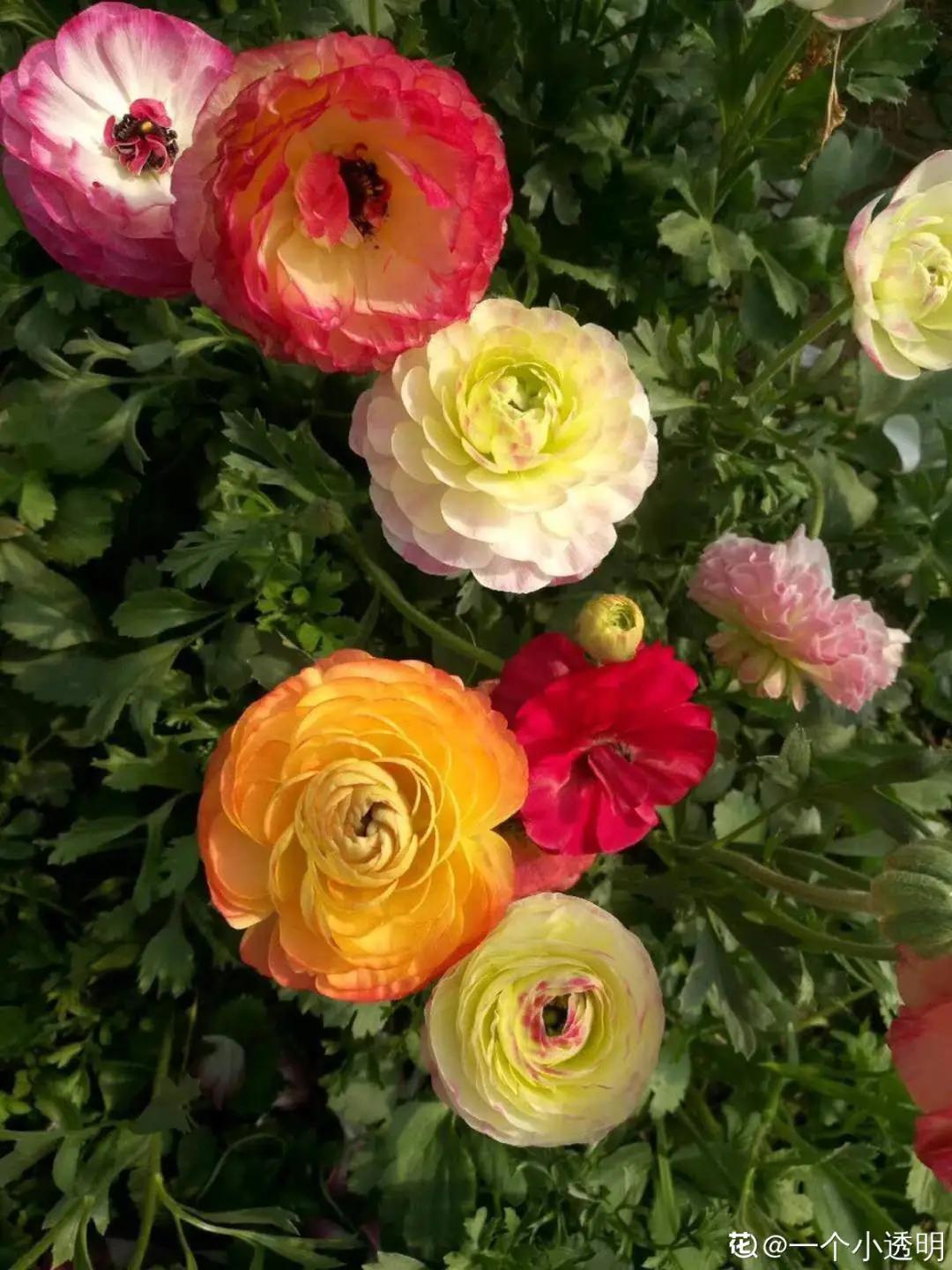 春天开的花有哪些常见又漂亮,十大名花在春天开的有哪些