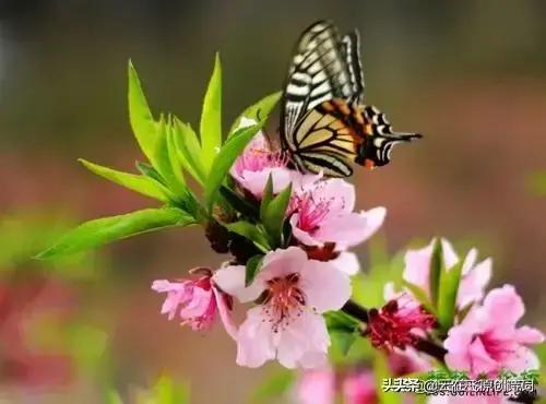 咏蝴蝶的七绝,蝴蝶恋花诗词七绝