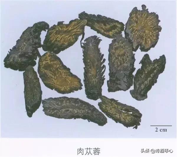 中医肉苁蓉的正确吃法大全,每天一味中药巴戟天