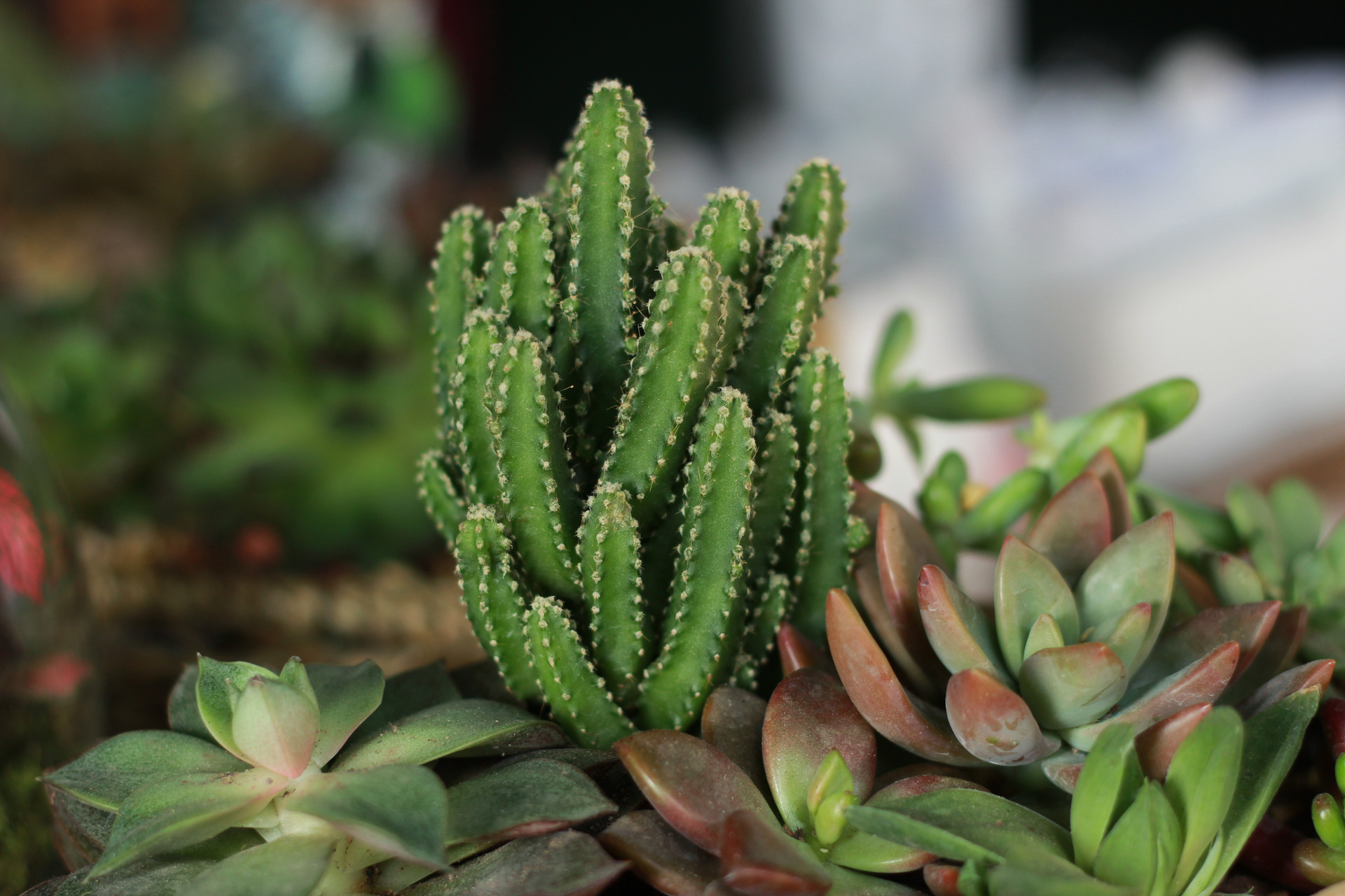 多肉植物里哪几种是有毒的,多肉植物有哪些有毒