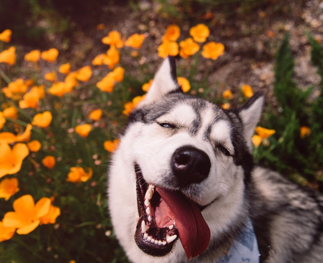 怎么训练狗狗笑一个样子,怎么才能教会狗狗微笑