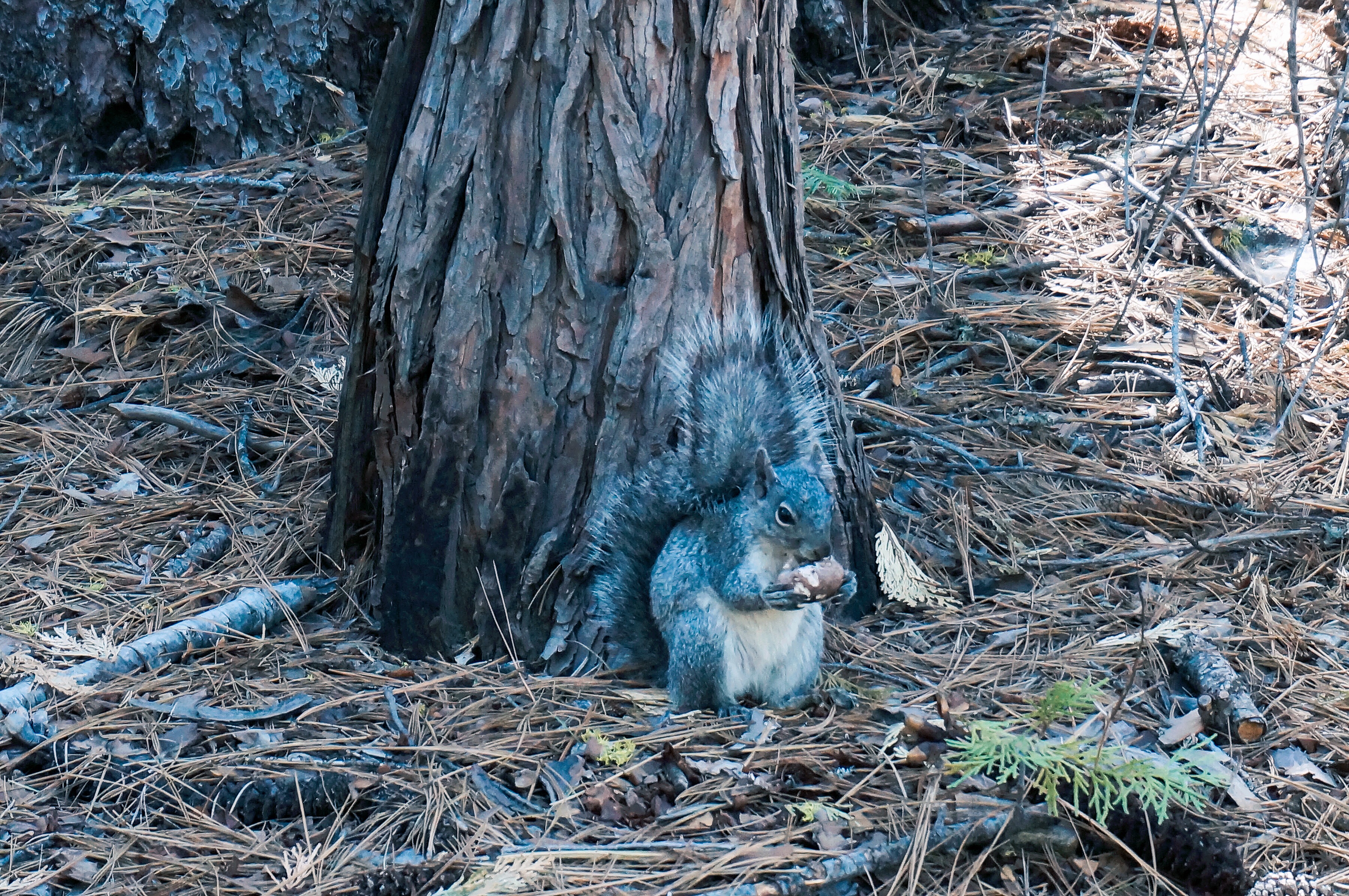 优胜美地的酋长岩,优山美地公园酋长岩