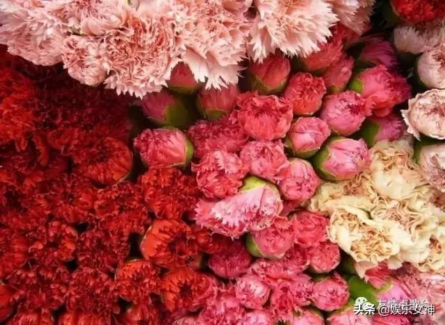 送给老师教师节礼物康乃馨,康乃馨教师节祝福语简短10字