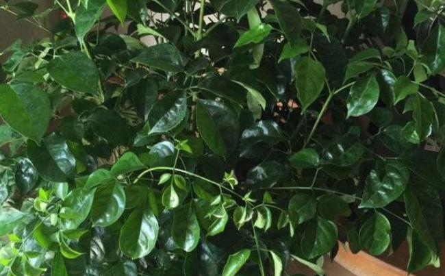 家里的幸福树叶子蔫了怎么回事,家里的幸福树生黑飞虫怎么处理