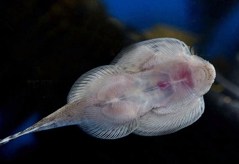 越来越稀奇的淡水鱼,最色彩多姿的淡水鱼